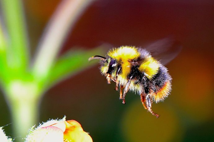 Ahuyentar abejorros del jardín de manera efectiva