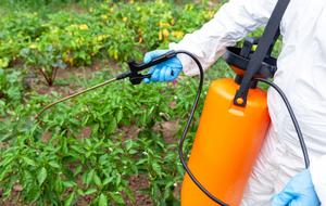 Matar una enredadera con herbicida